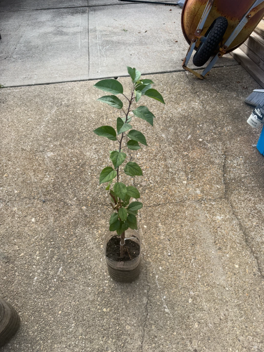 Young Apple Tree Saplings