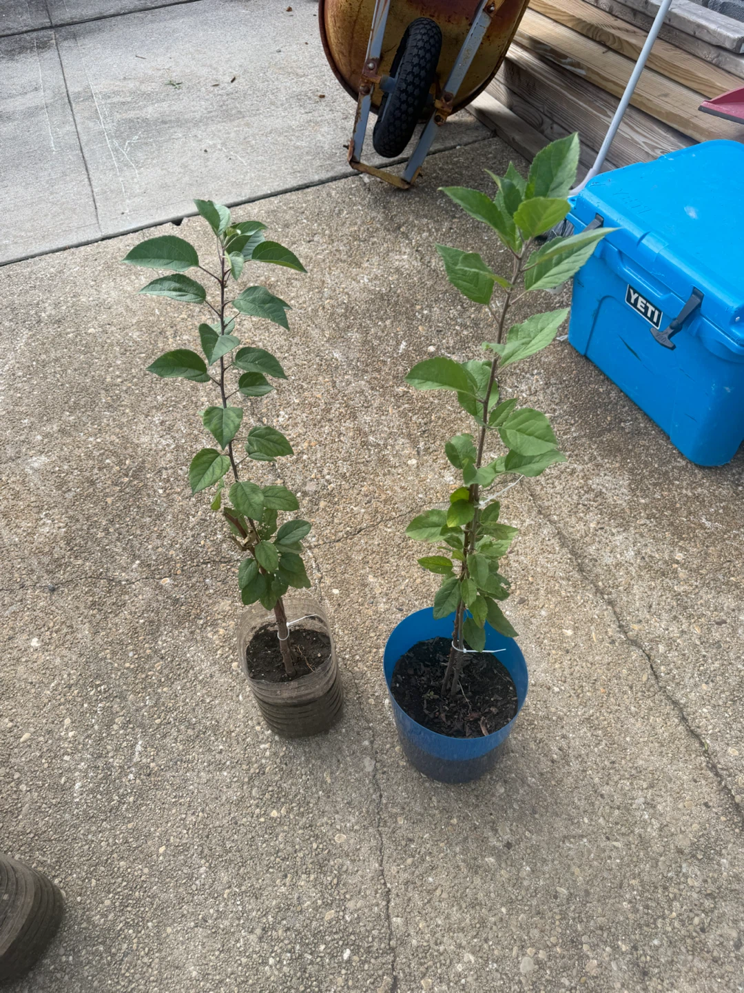 Young Apple Tree Saplings - photo 2