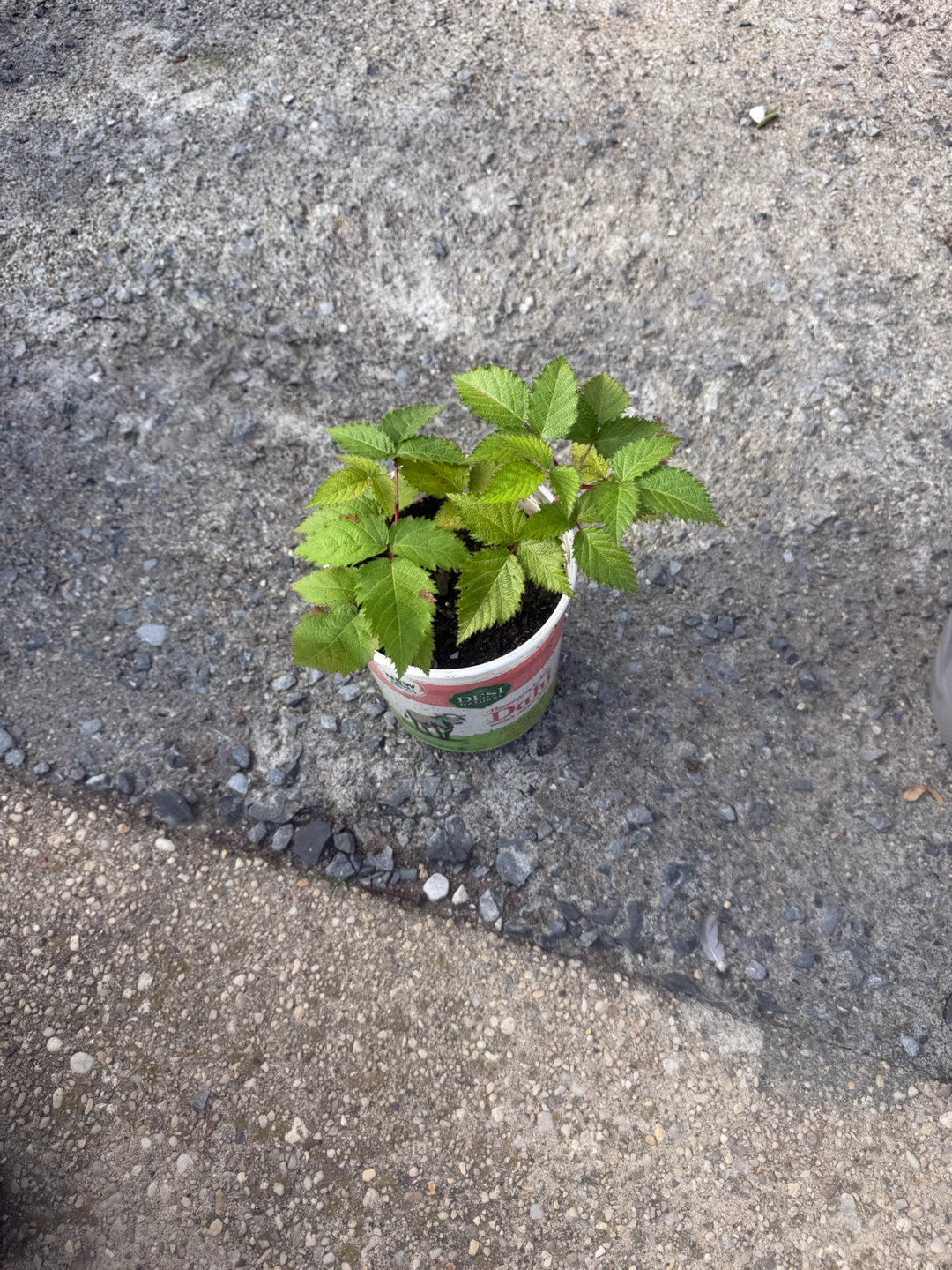 Raspberry Plants