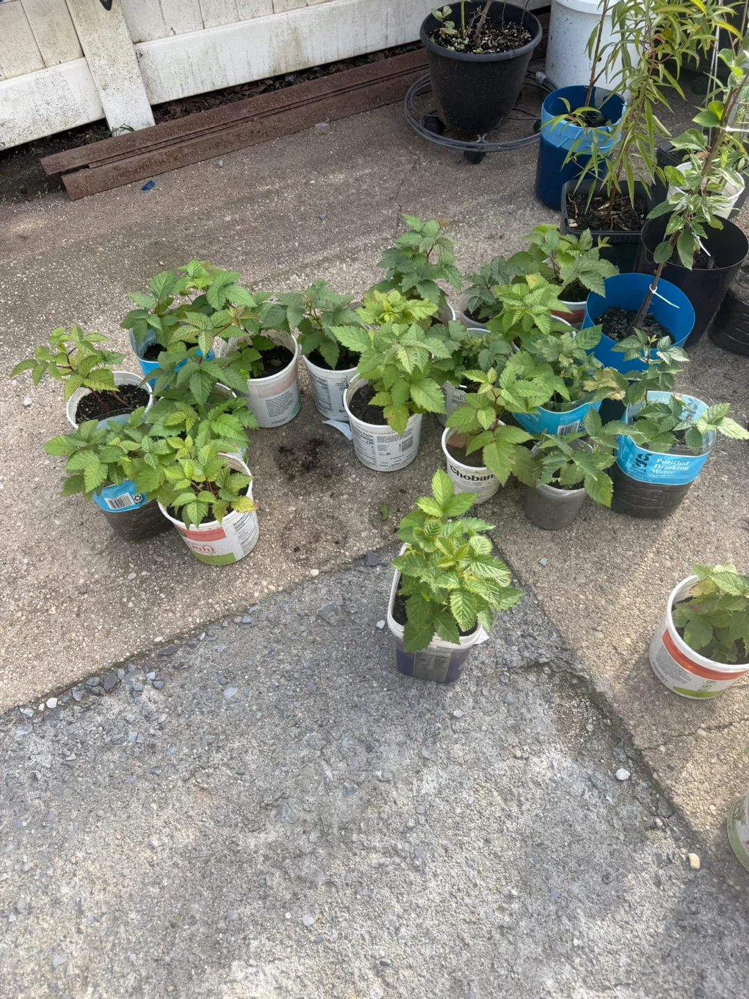 Raspberry Plants - photo 2