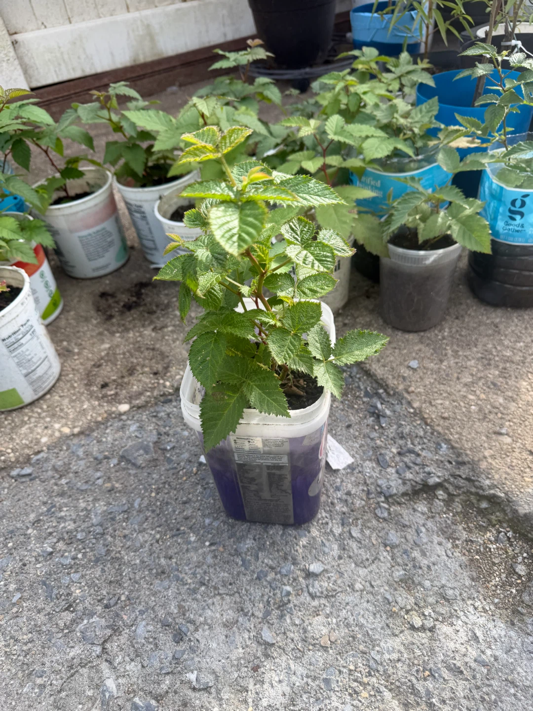 Raspberry Plants - photo 3