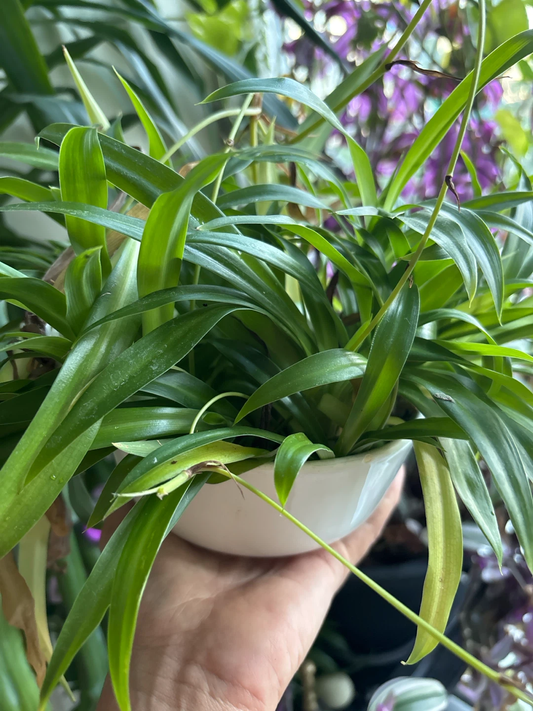 Spider Plant Cuttings