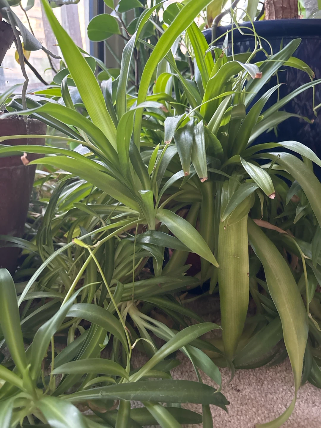 Spider Plant Cuttings - photo 2