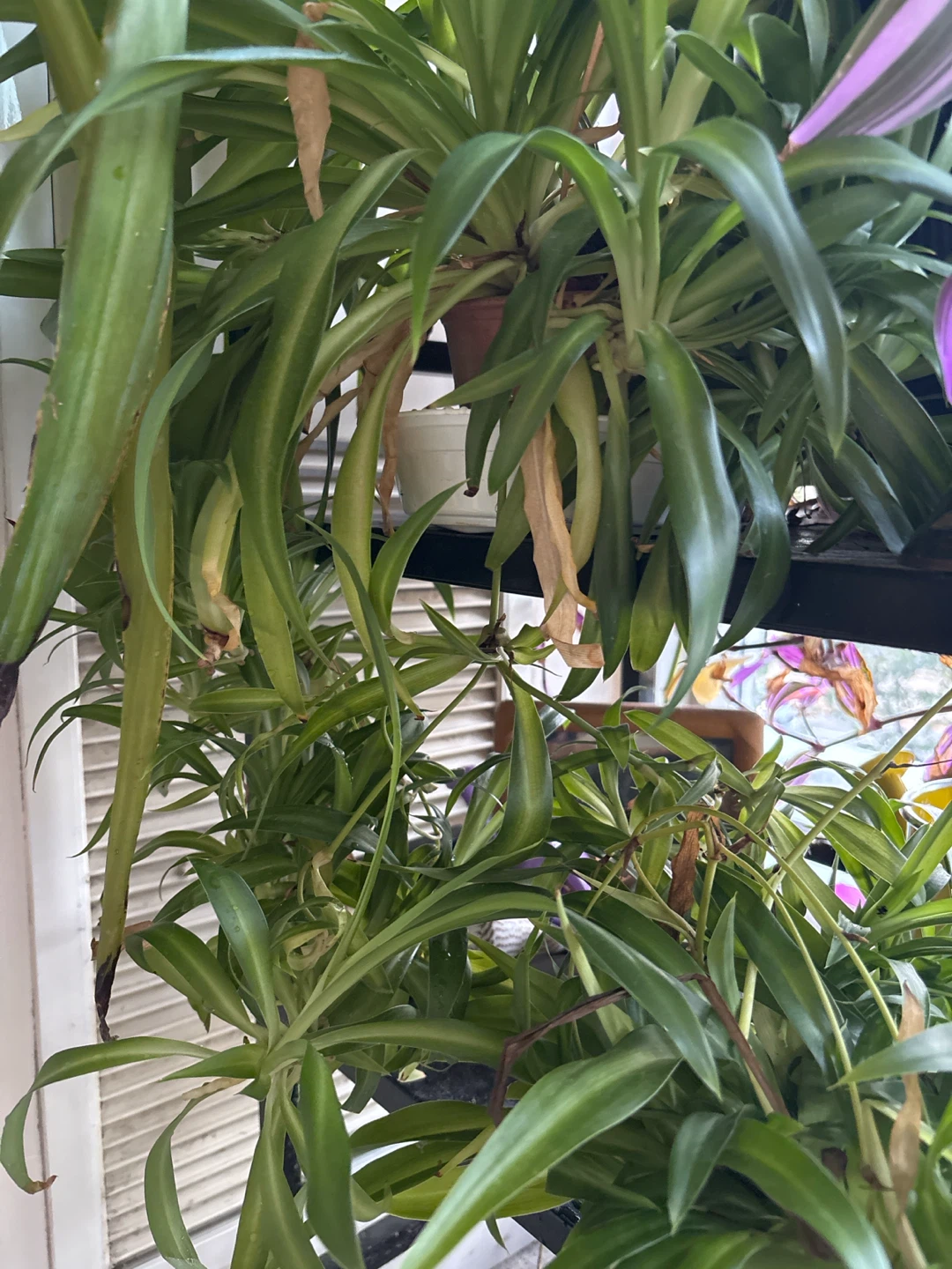 Spider Plant Cuttings - photo 3