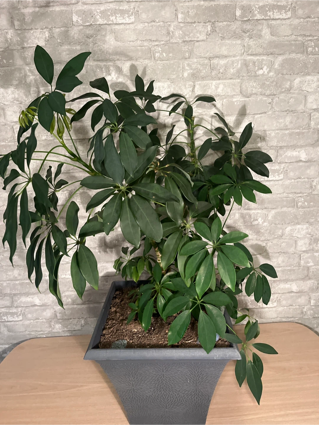 Schefflera Plant in Decorative Grey Planter Box - photo 3