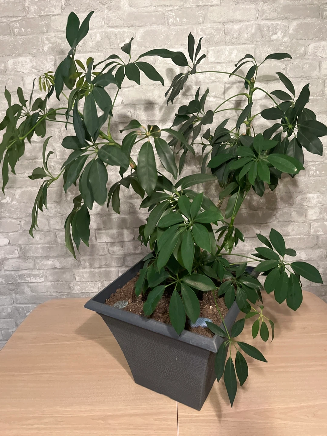 Schefflera Plant in Decorative Grey Planter Box - photo 4