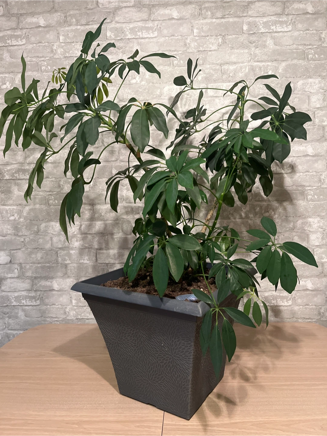 Schefflera Plant in Decorative Grey Planter Box