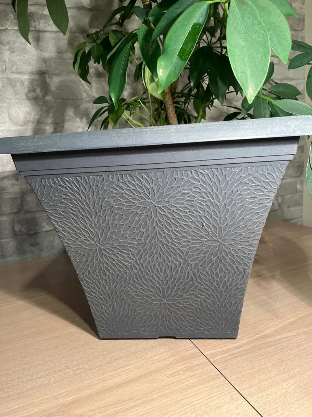 Schefflera Plant in Decorative Grey Planter Box - photo 5