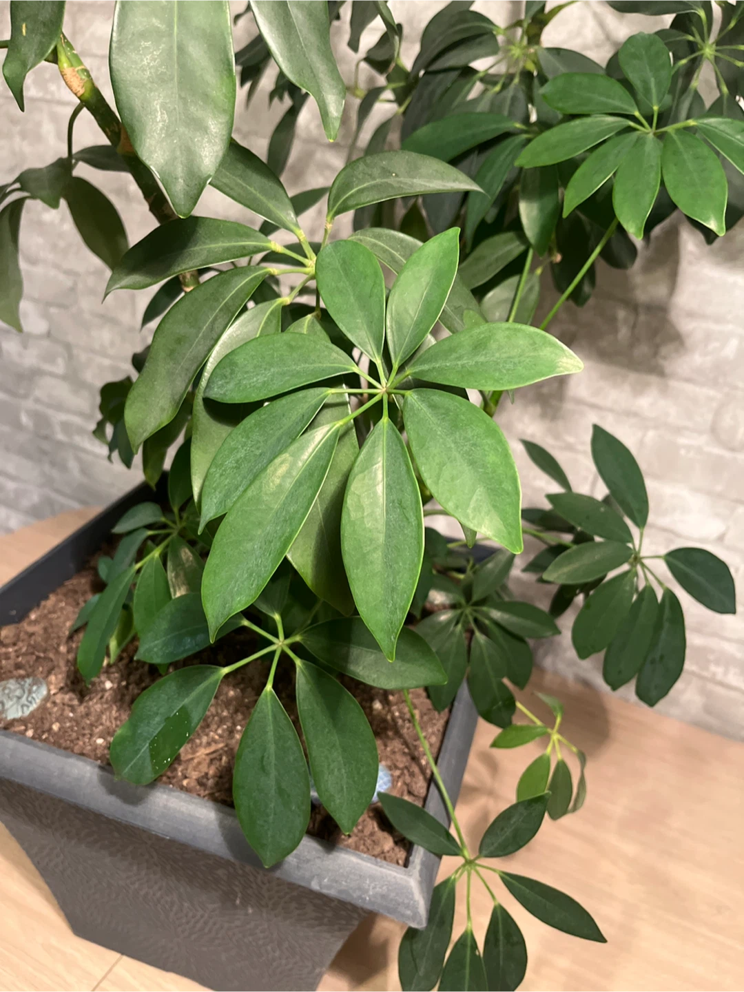 Schefflera Plant in Decorative Grey Planter Box - photo 2
