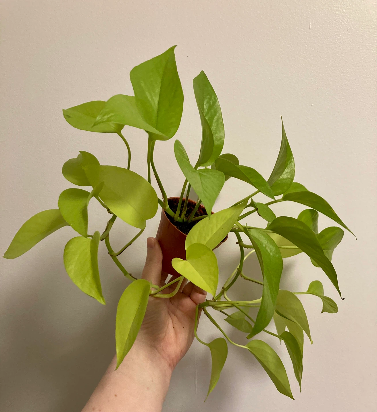 Neon Pothos