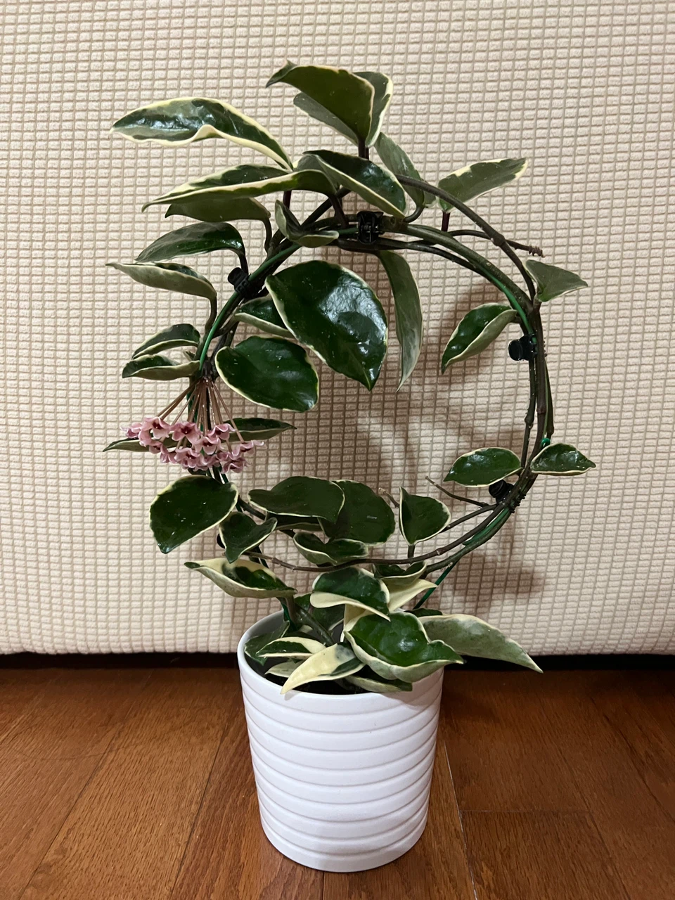 BeautifullyHomeGrown HoyaCarnosa KrimsonPrincess ONLY$45 - photo 3