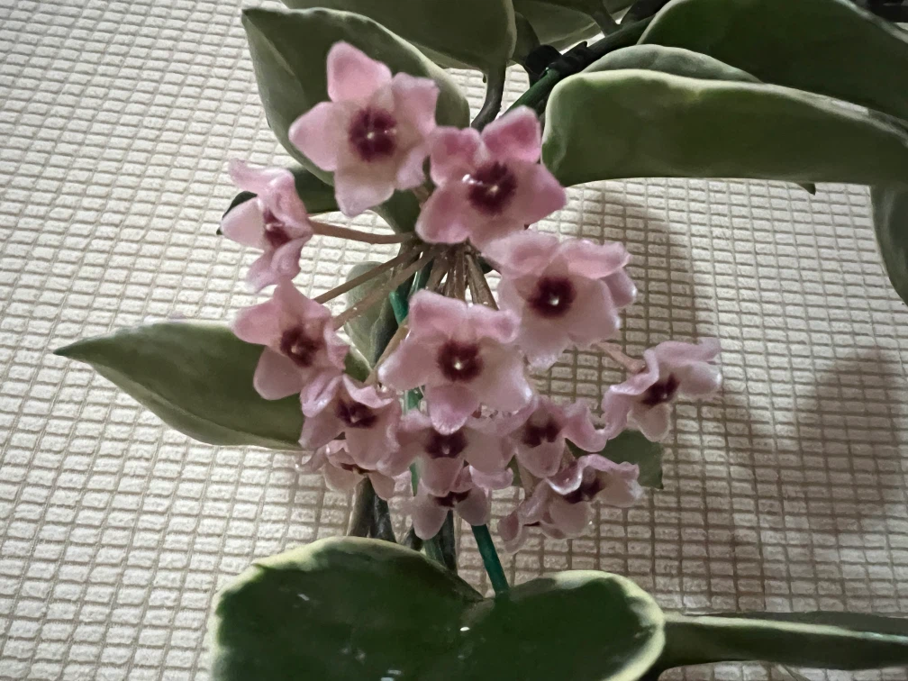 BeautifullyHomeGrown HoyaCarnosa KrimsonPrincess ONLY$45 - photo 4