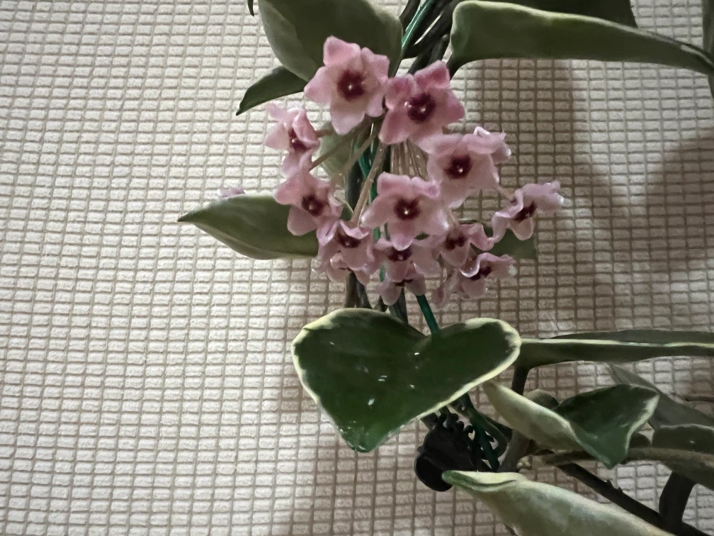 BeautifullyHomeGrown HoyaCarnosa KrimsonPrincess ONLY$45 - photo 5