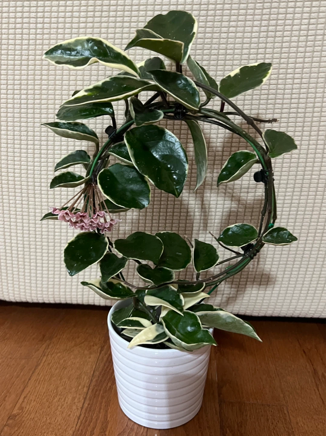 BeautifullyHomeGrown HoyaCarnosa KrimsonPrincess ONLY$45