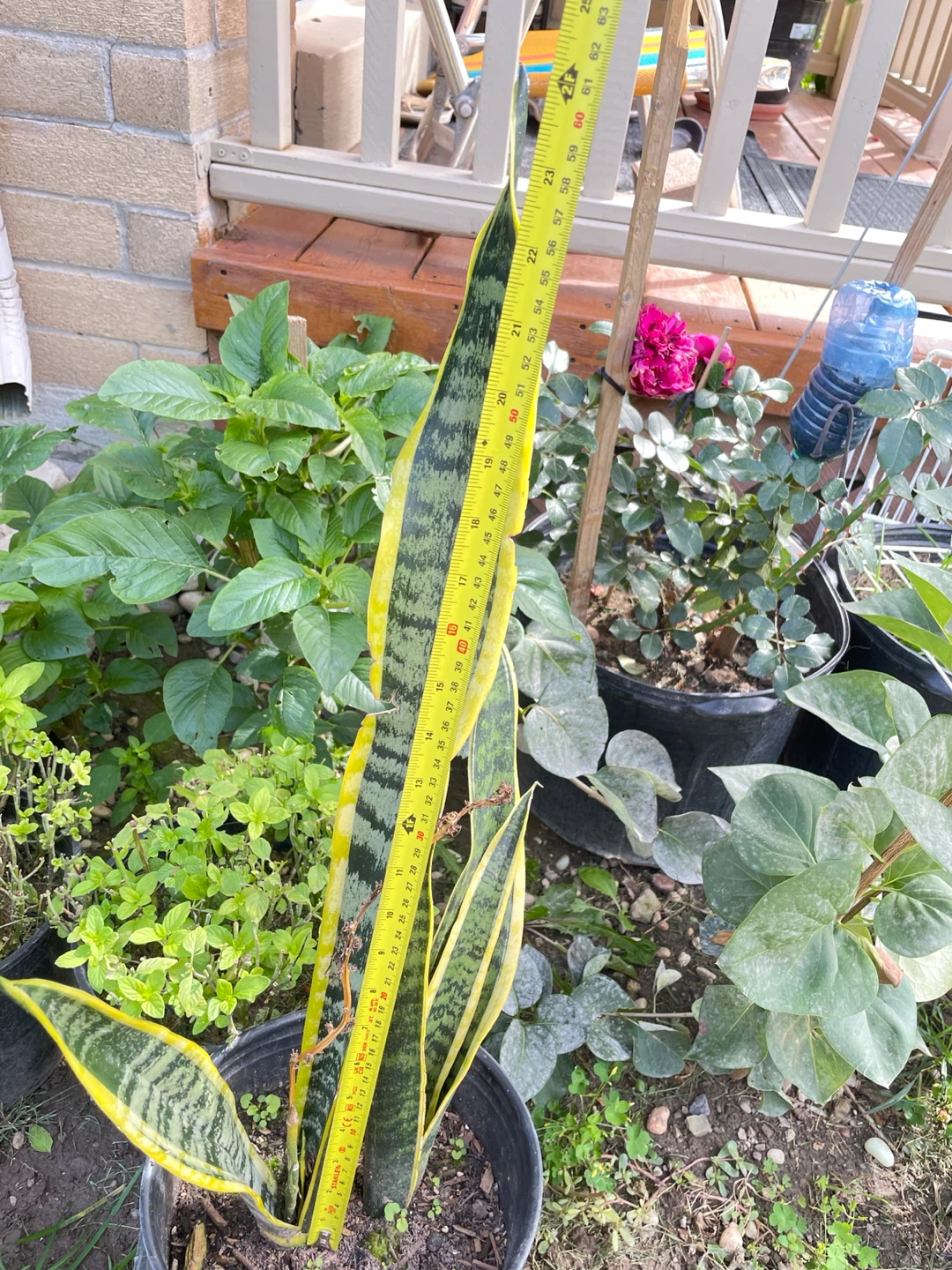 Snake Plant (Sansevieria)