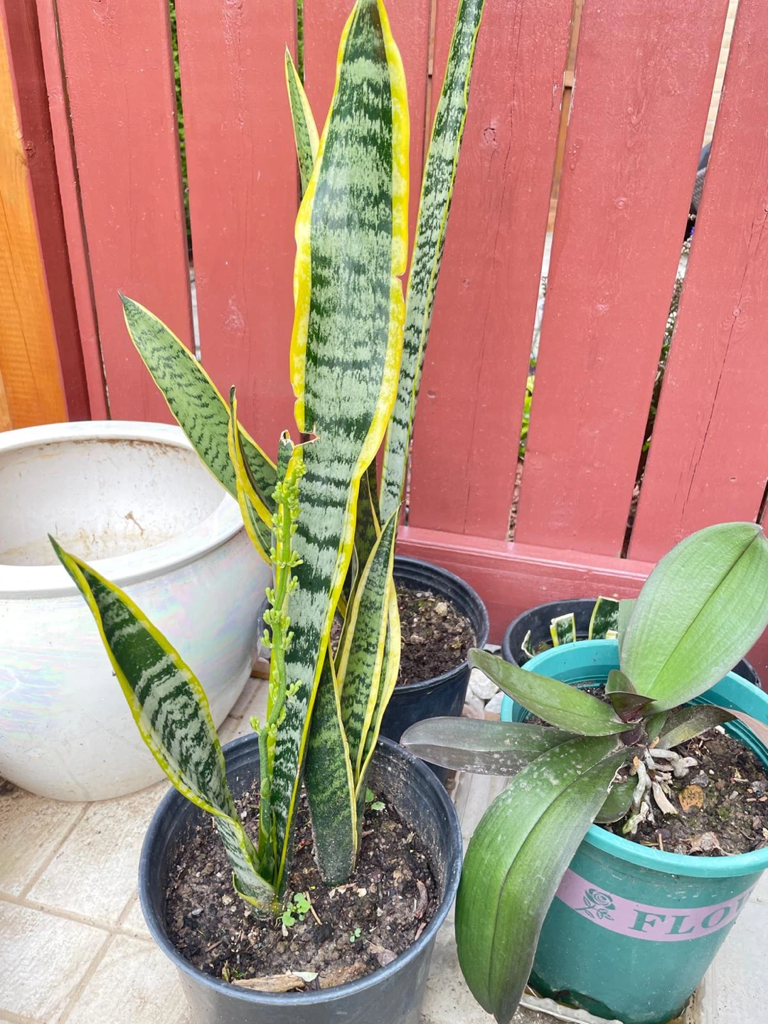 Snake Plant (Sansevieria) - photo 2
