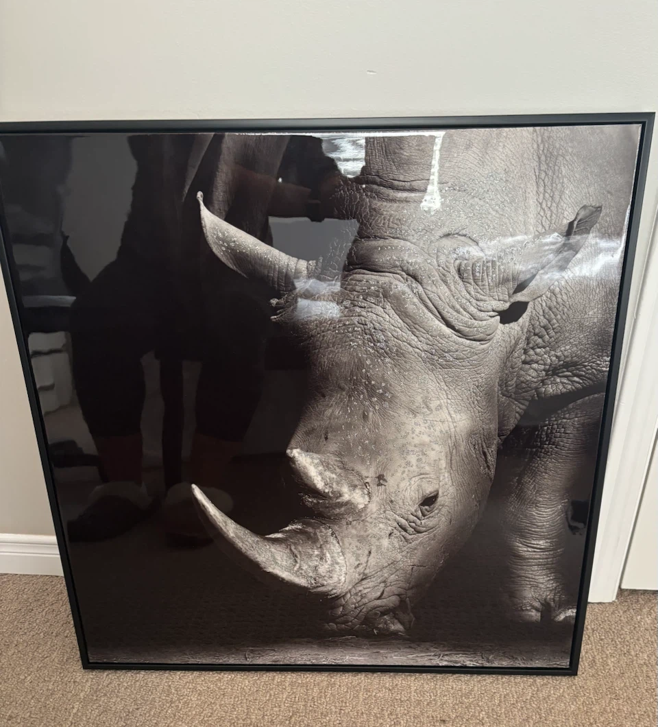 Framed Rhinoceros Wall Art