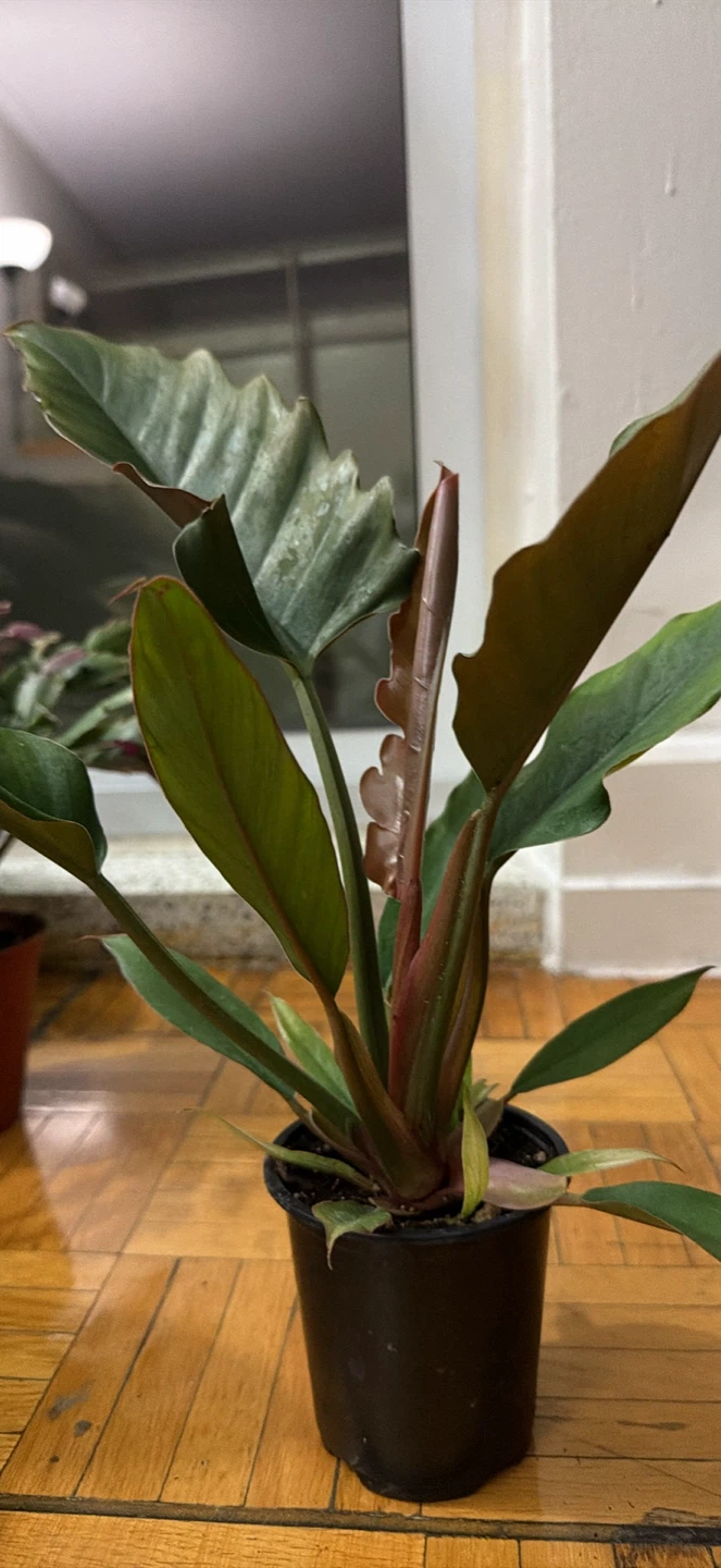 Philodendron Jungle Boogie Houseplant