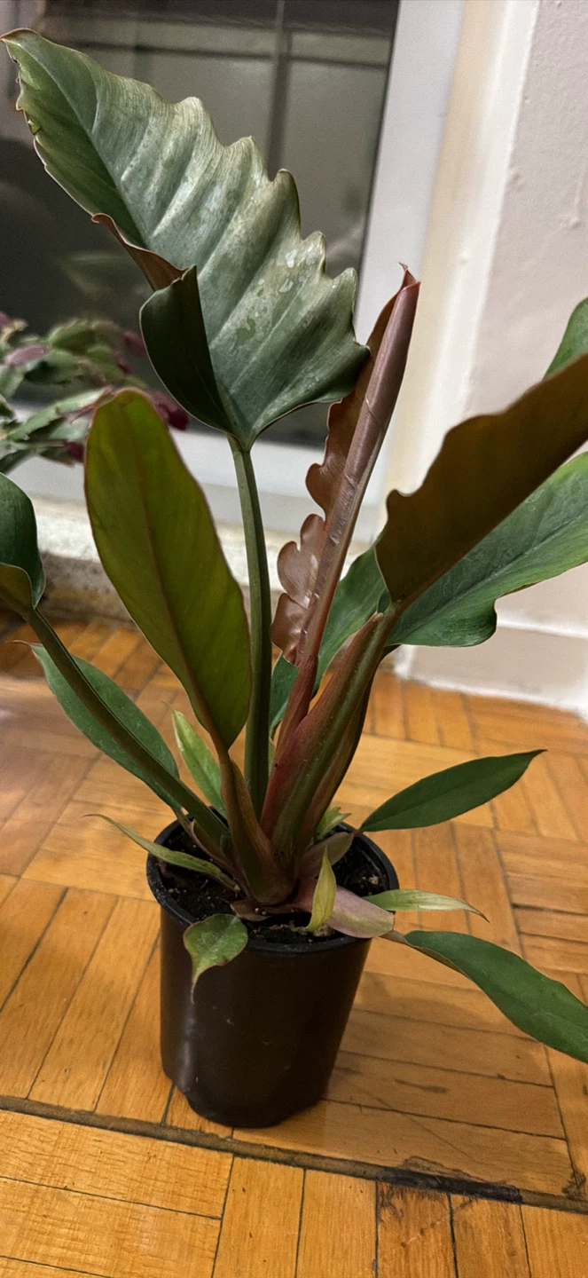 Philodendron Jungle Boogie Houseplant - photo 2