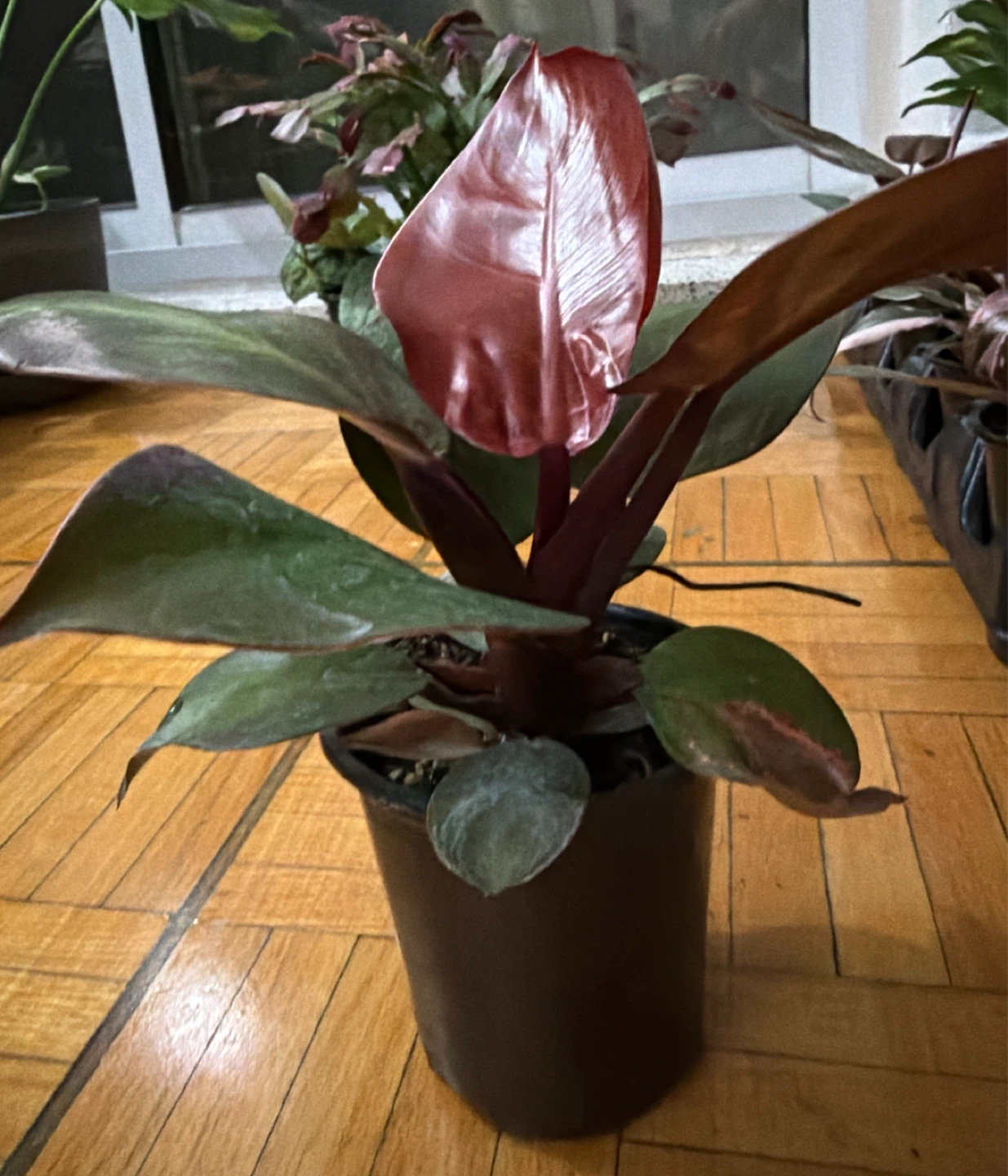 Philodendron Rojo Congo Houseplant