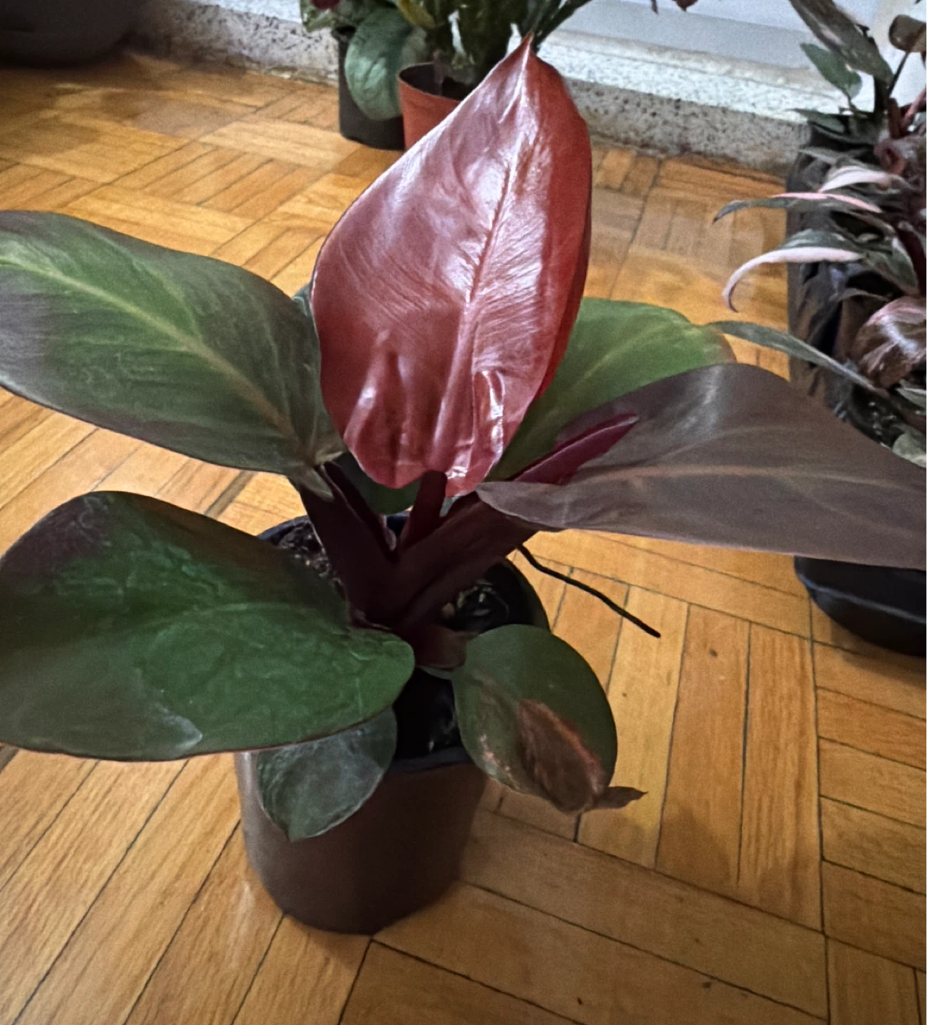 Philodendron Rojo Congo Houseplant - photo 2