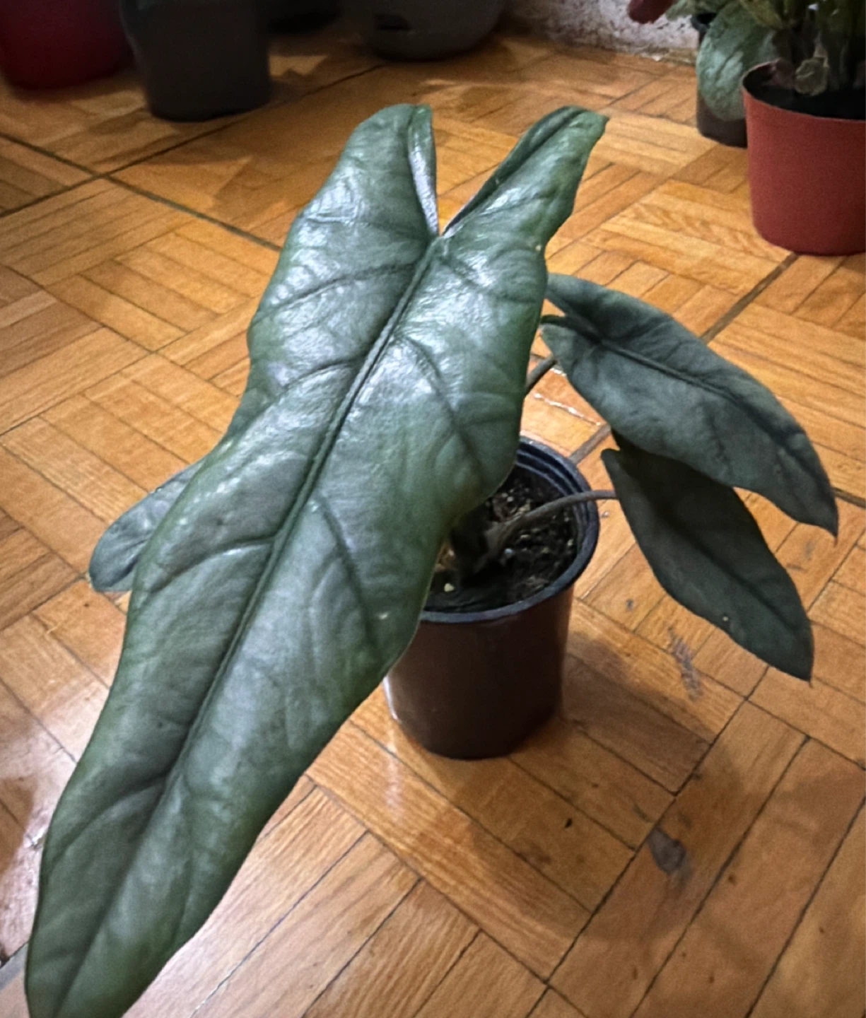 Alocasia Longiloba houseplant