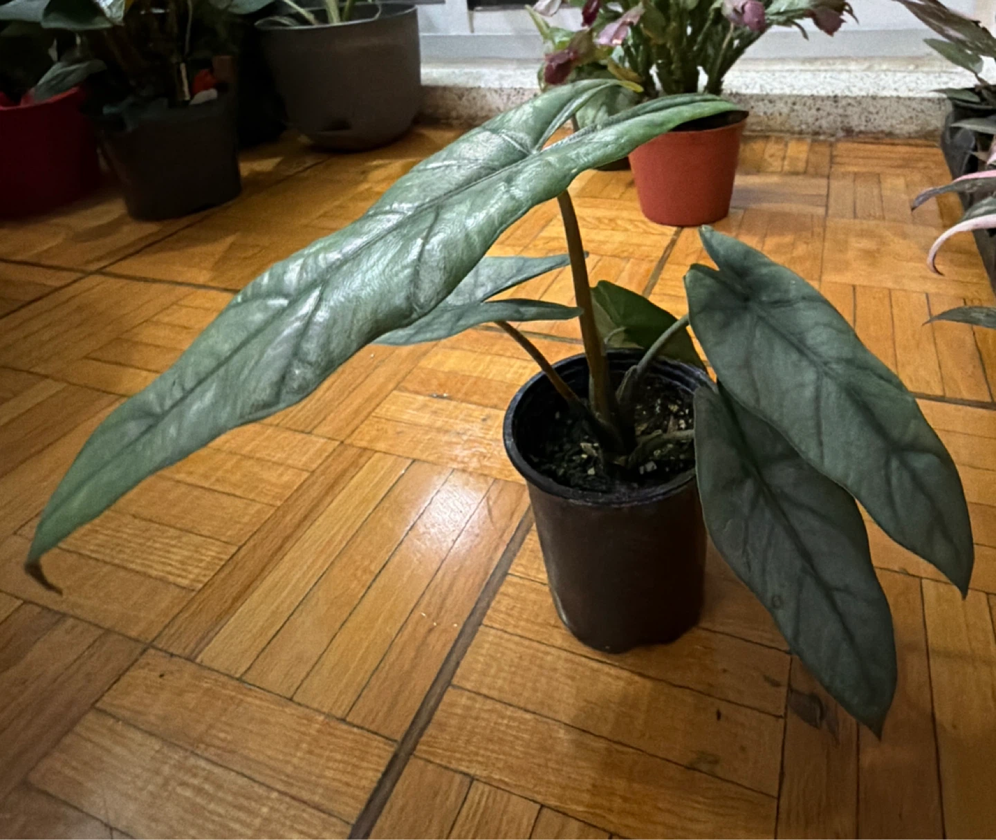 Alocasia Longiloba houseplant - photo 2