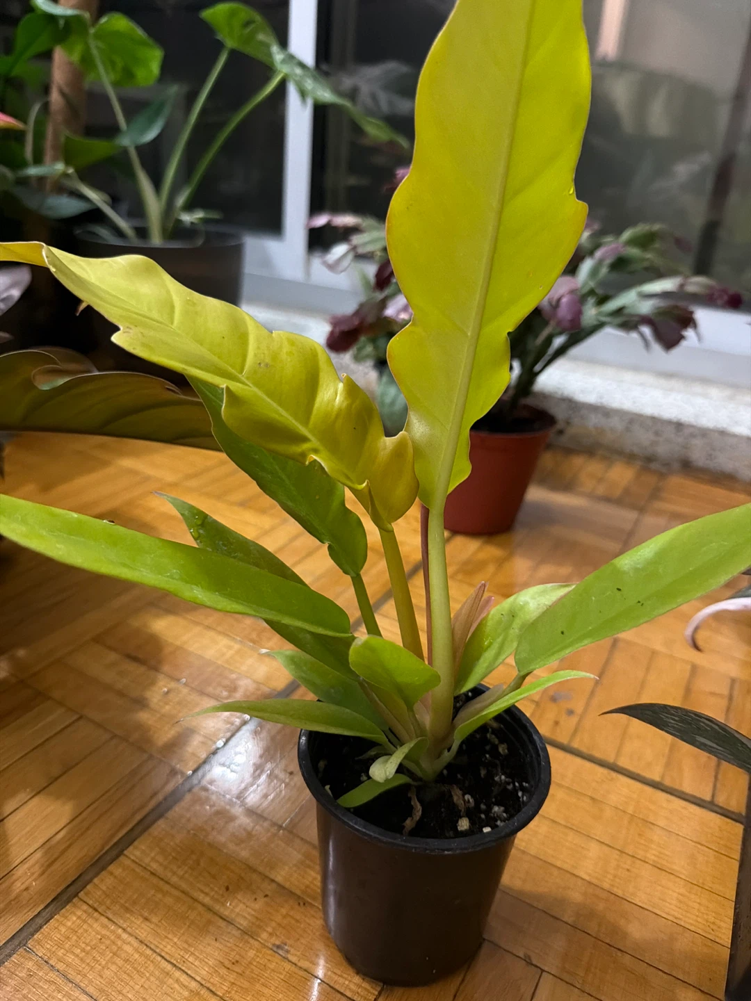 Philodendron Golden Goddess Plant