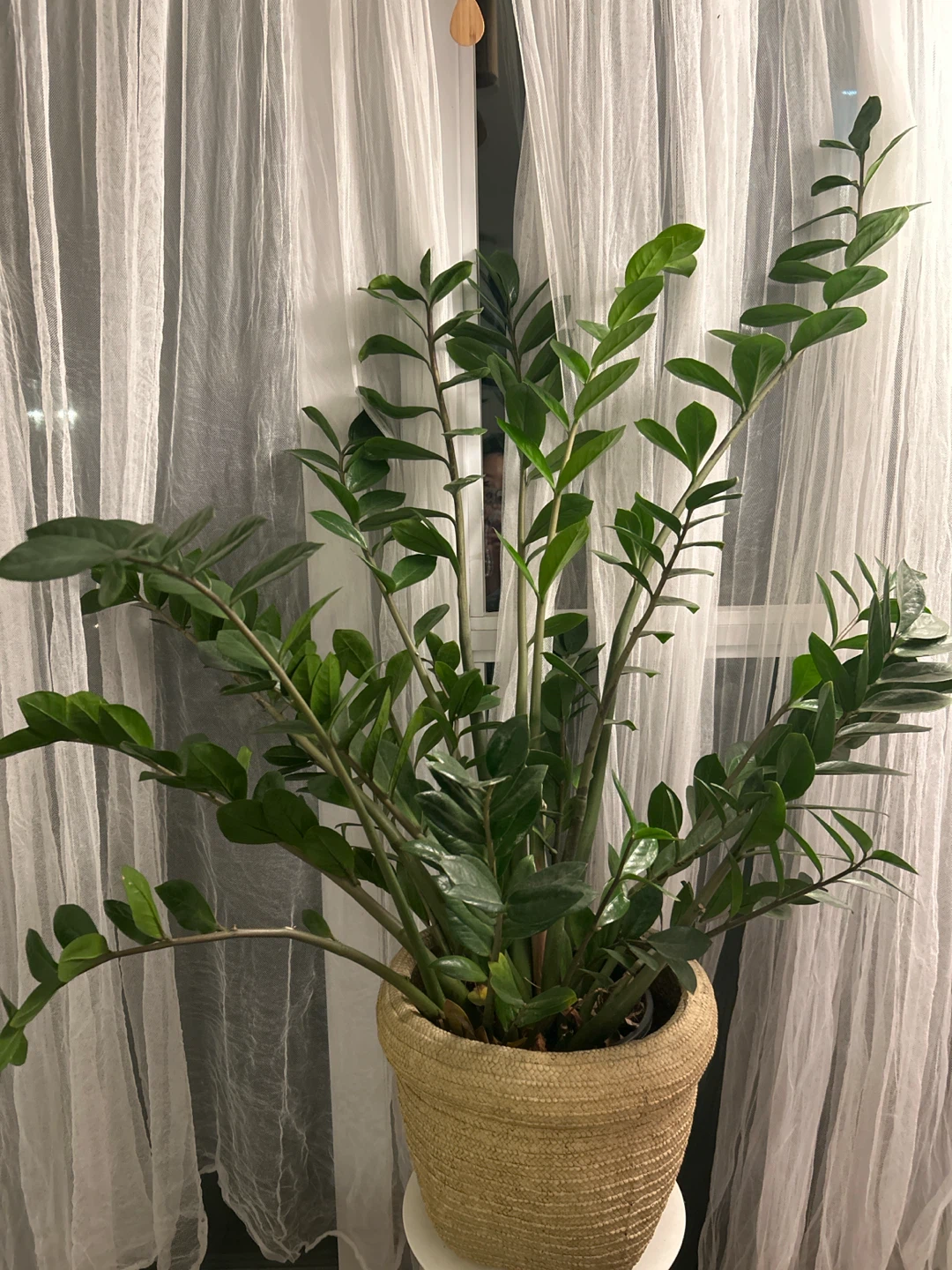ZZ Plant in Woven Basket