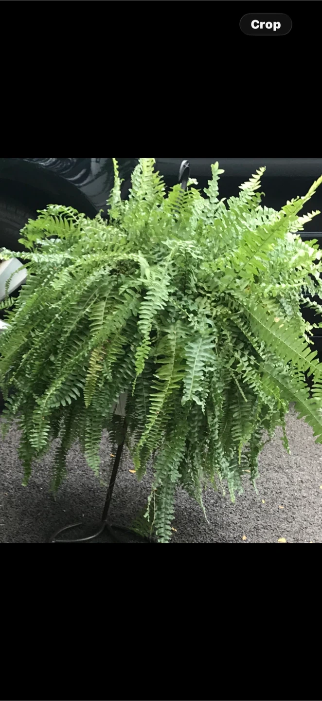 2 X-Large healthy Boston Ferns - photo 3