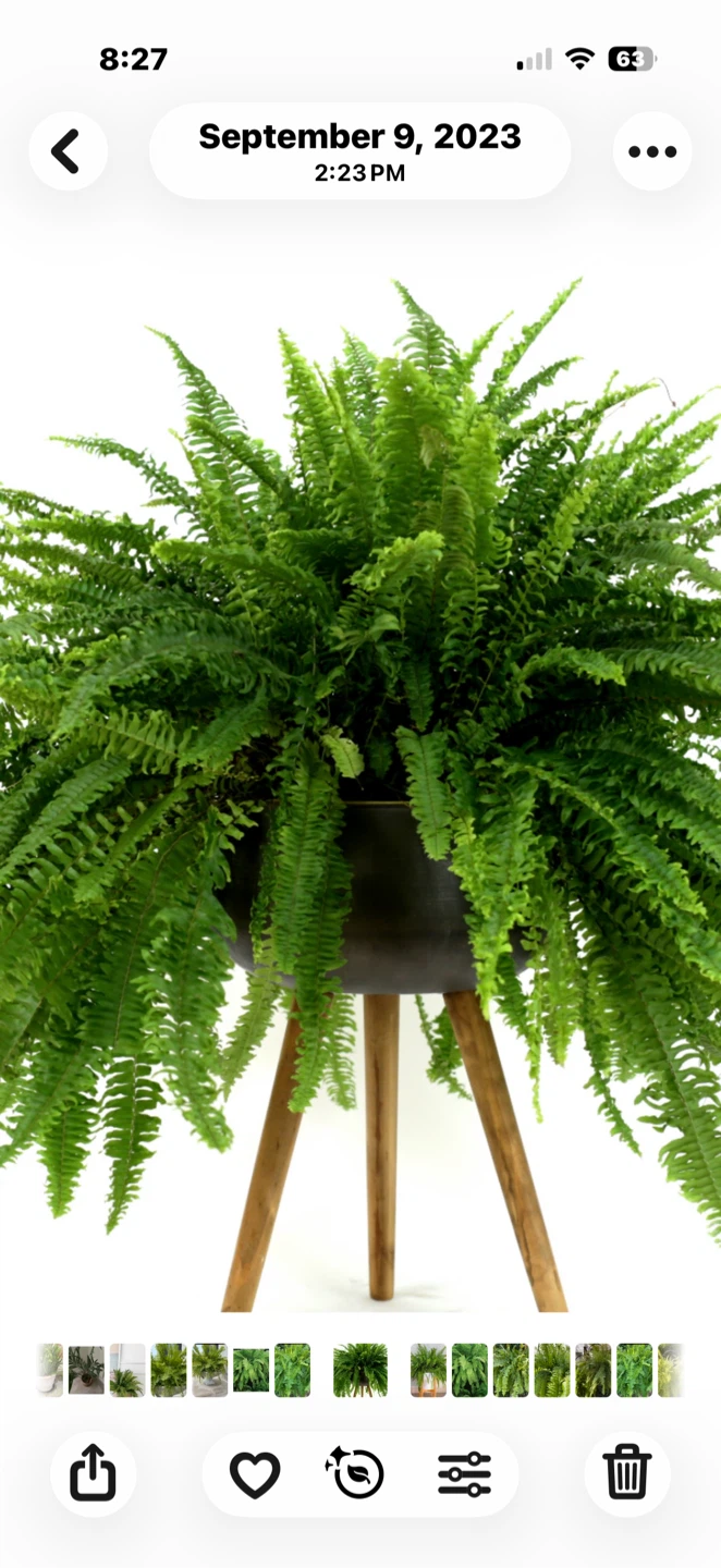 2 X-Large healthy Boston Ferns - photo 4