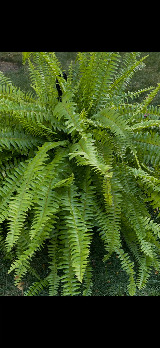 2 X-Large healthy Boston Ferns