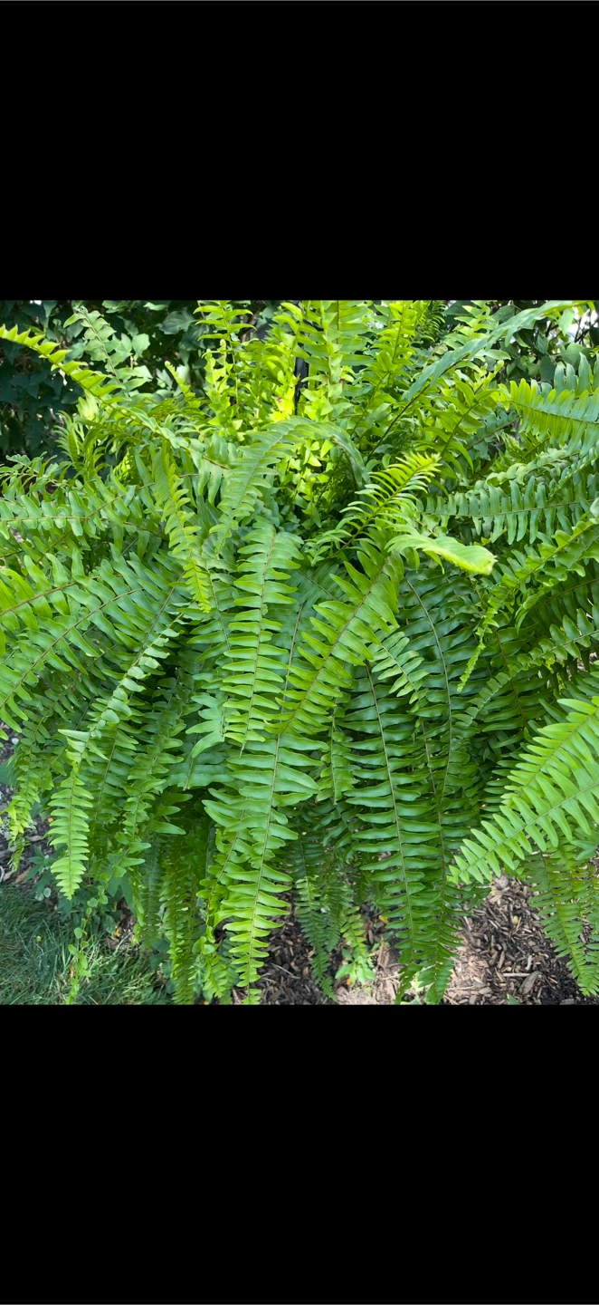 2 X-Large healthy Boston Ferns - photo 2