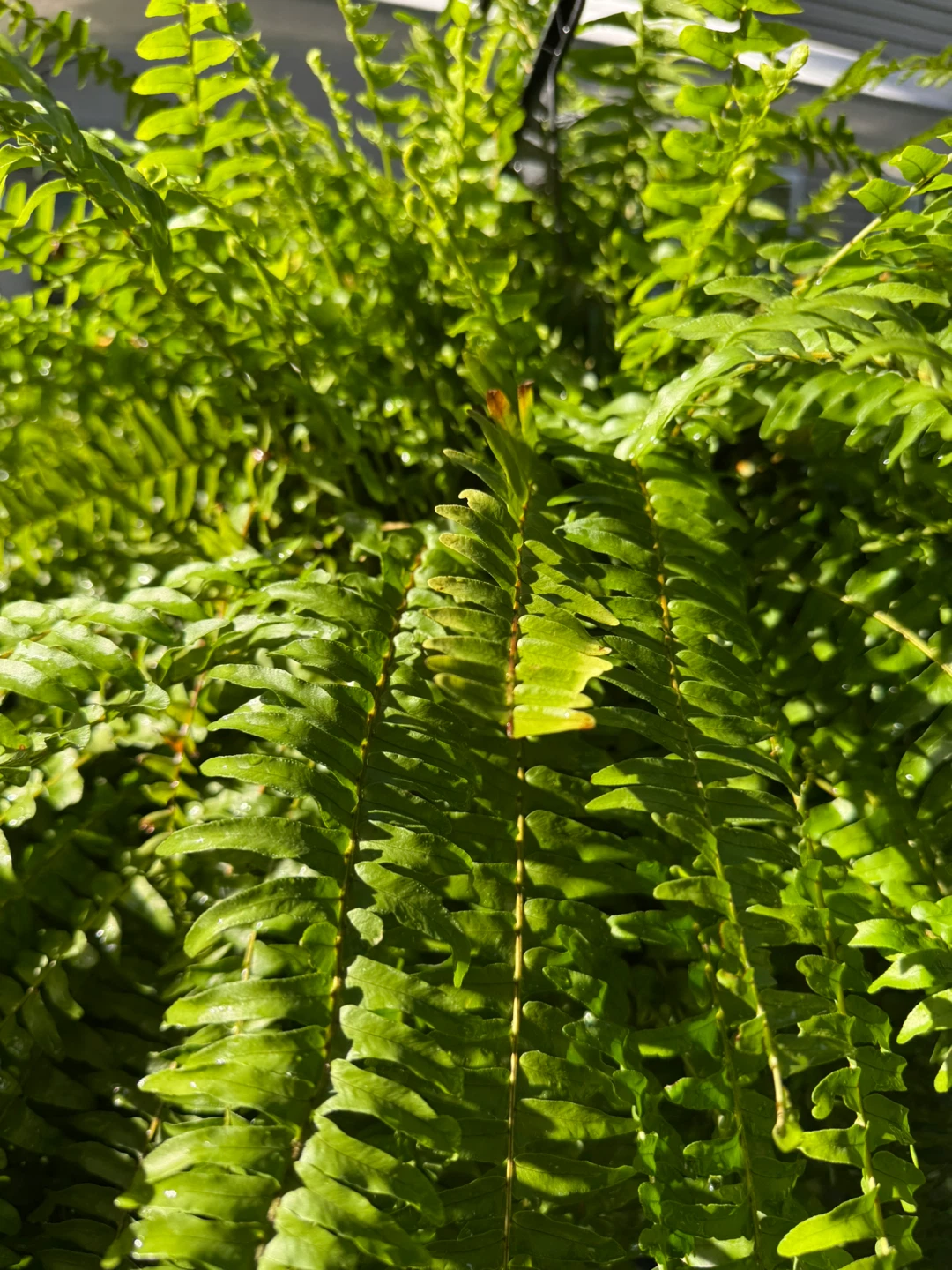 2 X-Large healthy Boston Ferns - photo 5