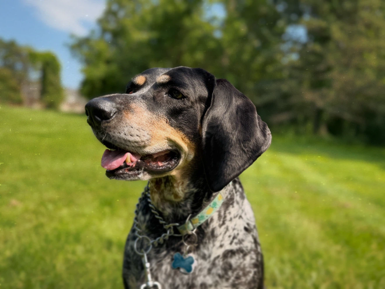 LOCAL CANADIAN DOG WALKER - photo 2
