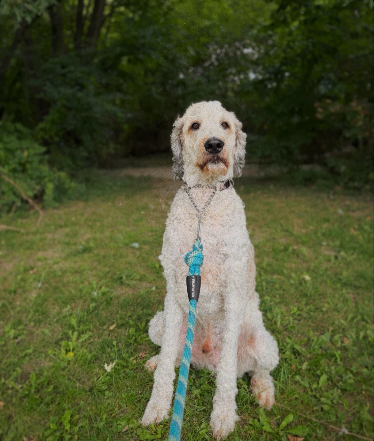 LOCAL CANADIAN DOG WALKER - photo 3