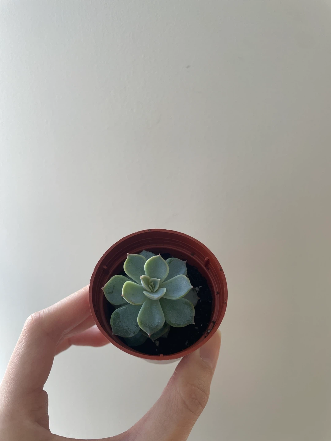 Small Echeveria Succulent