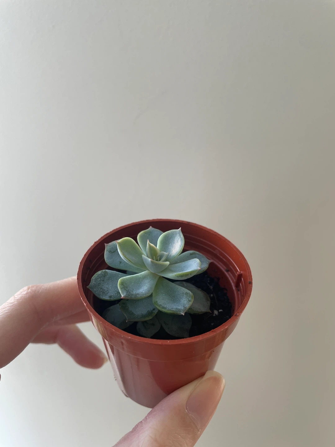 Small Echeveria Succulent - photo 2