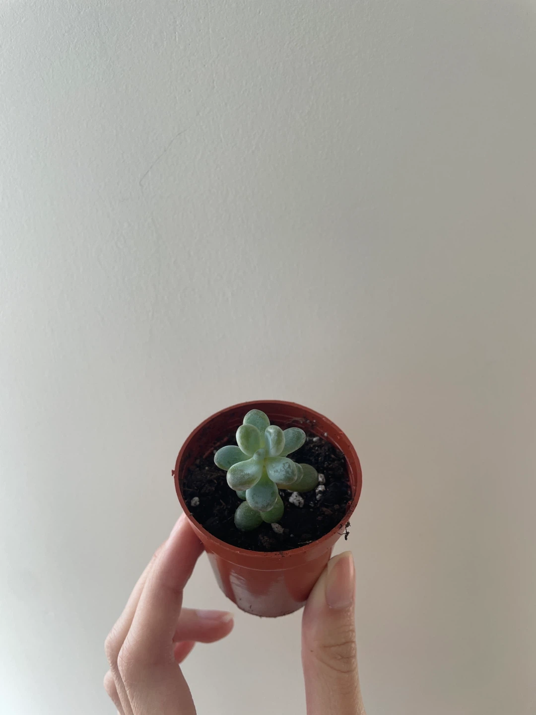 Mini Moonstone Succulent