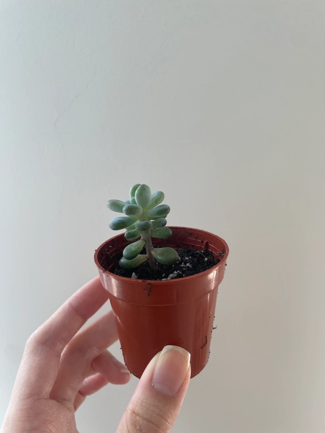 Mini Moonstone Succulent - photo 2