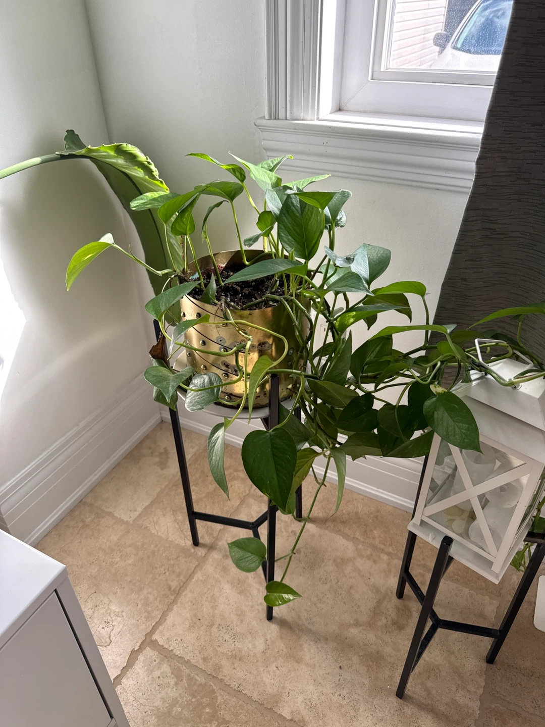 Pothos plant in brass planter with black stand