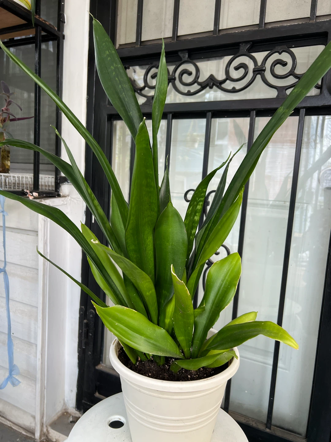 Large green jade Snake Plant in White Pot