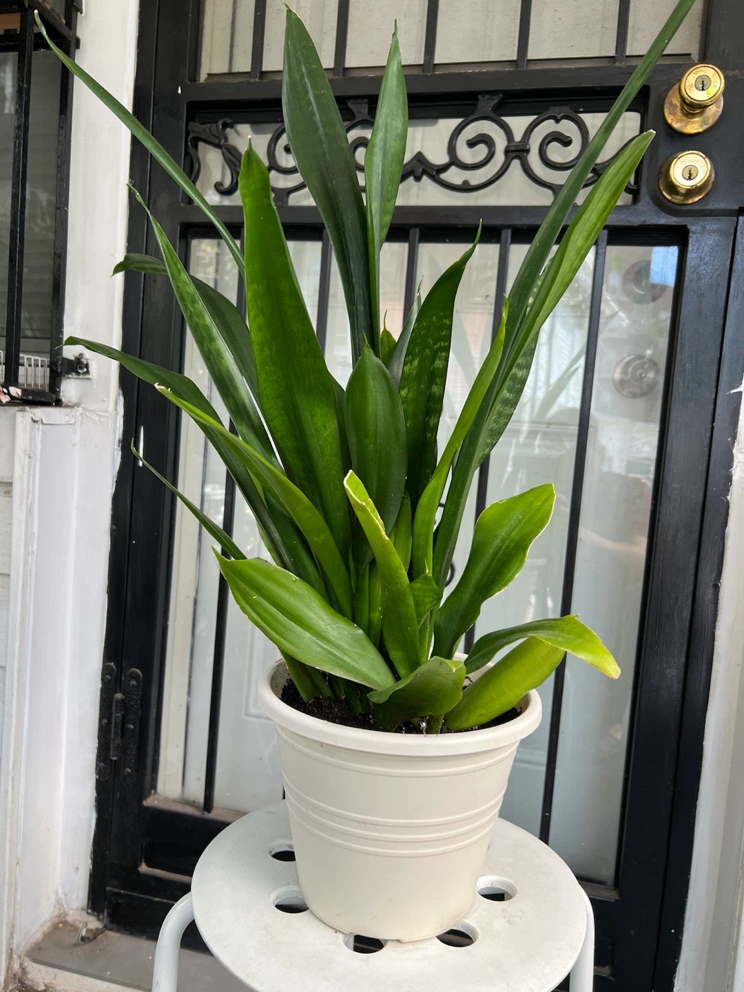 Large green jade Snake Plant in White Pot - photo 2