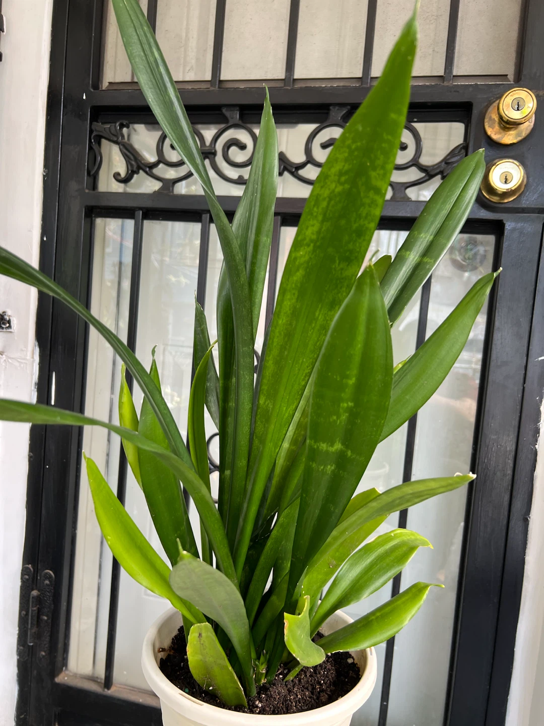 Large green jade Snake Plant in White Pot - photo 3