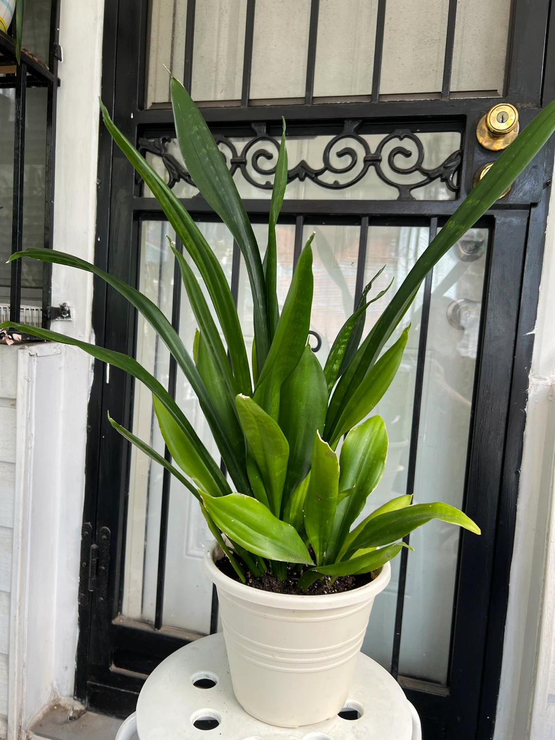 Large green jade Snake Plant in White Pot - photo 4