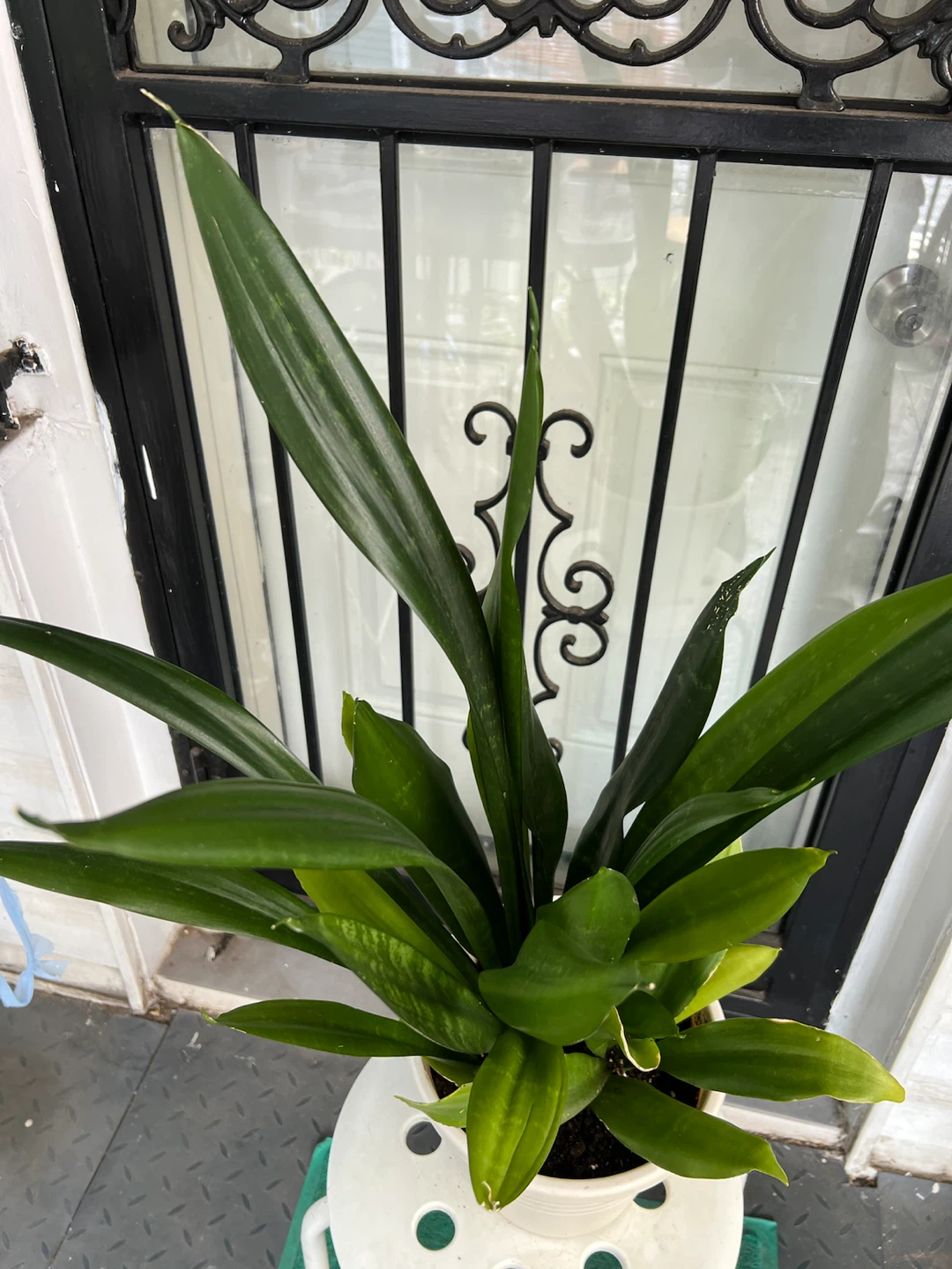 Large green jade Snake Plant in White Pot - photo 5