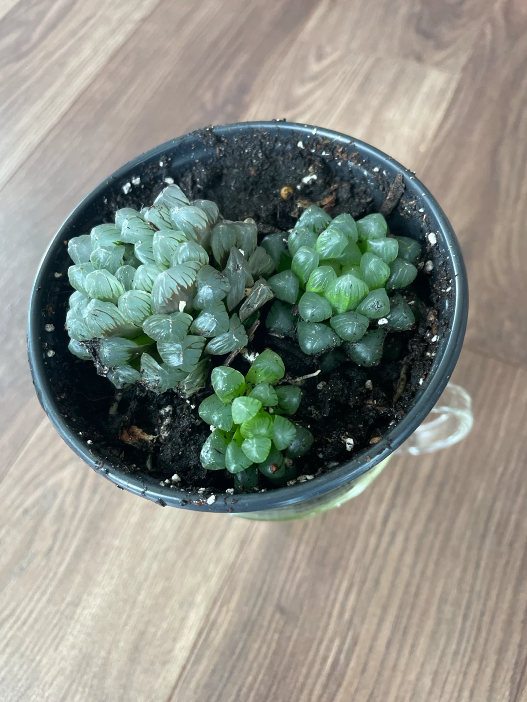 Haworthia Cooperi Succulent Plant