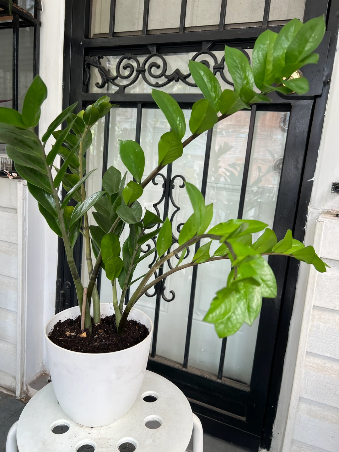 Beautiful large ZZ Plant in White Pot
