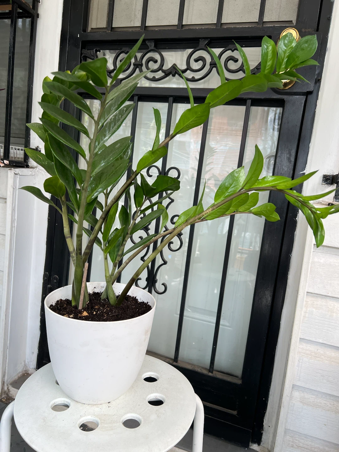 Beautiful large ZZ Plant in White Pot - photo 2