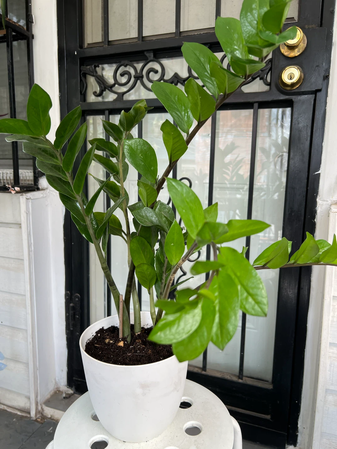 Beautiful large ZZ Plant in White Pot - photo 3